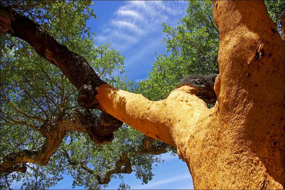 Pianta del sughero come si forma la struttura – Coverd – BioEdilizia –  Isolare secondo natura