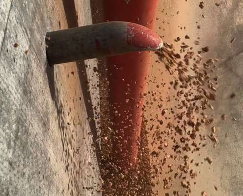 Insufflaggio di sughero biondo nelle pareti: isolamento naturale nell'intercapedine Insufflaggio di sughero biondo nelle pareti: isolamento naturale nell'intercapedine Coverd - BioEdilizia - Isolare secondo natura Isolamento termico